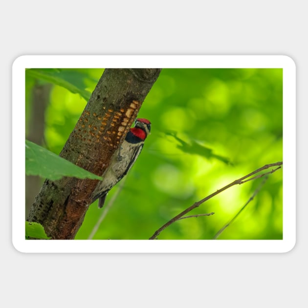 Yellow-bellied Sapsucker Sticker by Eunice1